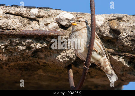 Rock Sparrow (Petronia petronia), thront auf einem Stück von rostigem Eisen Stockfoto