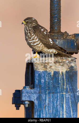 Levant Sperber (Accipiter brevipes), juvenile stehen auf einer Schleuse Stockfoto