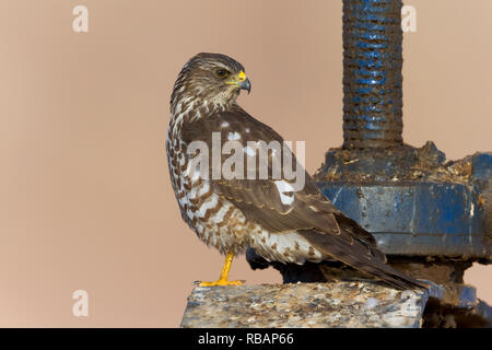 Levant Sperber (Accipiter brevipes), juvenile stehen auf einer Schleuse Stockfoto