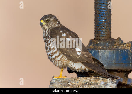 Levant Sperber (Accipiter brevipes), juvenile stehen auf einer Schleuse Stockfoto