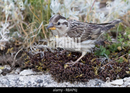 Rock Sparrow (Petronia petronia), Erwachsene auf dem Boden Stockfoto