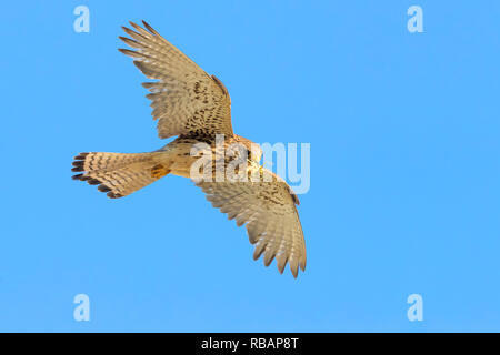 Weniger Turmfalke (Falco naumanni), erwachsene Frau im Flug von unten gesehen Stockfoto