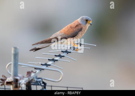 Weniger Turmfalke (Falco naumanni), erwachsenen männlichen thront auf einer Antenne in Matera Stockfoto