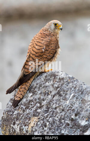 Weniger Turmfalke (Falco naumanni), erwachsene Frau thront auf einem Felsen in Matera Stockfoto