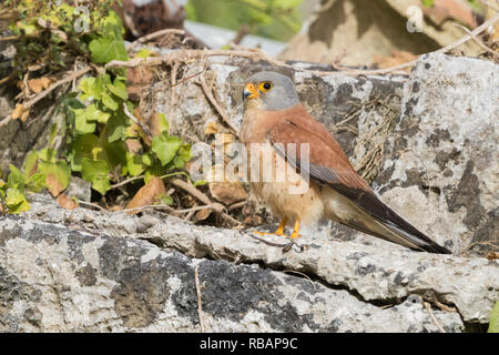 Weniger Turmfalke (Falco naumanni), erwachsenen Mann steht auf einem Felsen in Matera Stockfoto