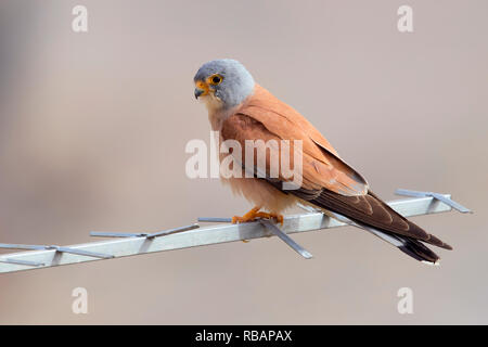 Weniger Turmfalke (Falco naumanni), erwachsenen männlichen thront auf einer Antenne in Matera Stockfoto