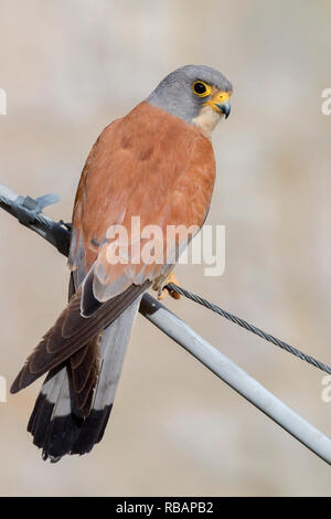 Weniger Turmfalke (Falco naumanni), erwachsenen männlichen thront auf einem Draht in Matera Stockfoto