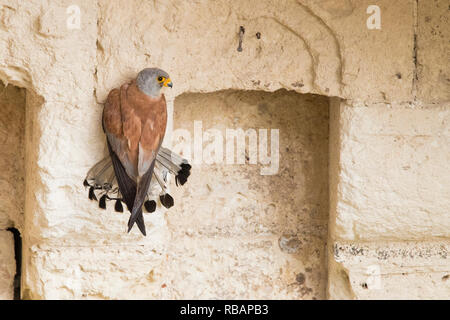 Weniger Turmfalke (Falco naumanni), erwachsenen Mann an einer Wand in Matera Stockfoto