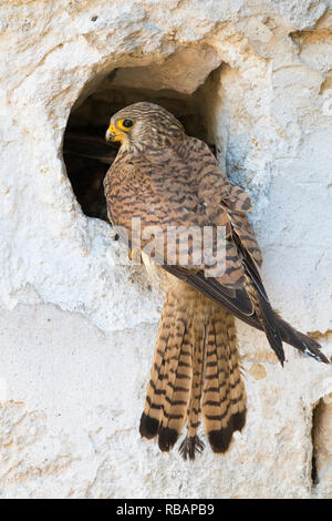 Weniger Turmfalke (Falco naumanni), erwachsene Frau am Eingang zum Nest in Matera Stockfoto