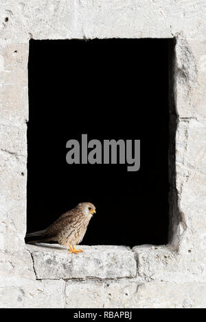 Weniger Turmfalke (Falco naumanni), erwachsene Frau auf einem alten Fenster in Matera gehockt Stockfoto