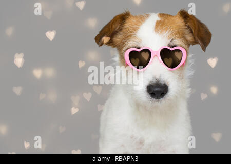 Hund Liebe Valentinstag Tage. Süße JACK RUSSELL TRAGEN ROSA AUGE SONNENBRILLE MIT HERZ FORM. Isoliert gegen grauen Hintergrund mit DEFOKUSSIERTEN HERZEN. Stockfoto