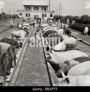 1950, historische, draußen auf einer Schweinefarm, eine junge Chinesin, die Futtermittel für die Tiere essen, China Stockfoto