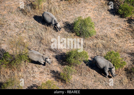 Drei weiße Nashörner im Kruger National Park. Stockfoto