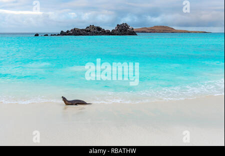 Ein Alpha-männchen Galapagos Seelöwe (Zalophus wollebaeki) der Strand von Gardner Bay auf der Insel San Cristobal Galapagos, Ecuador patrouillieren. Stockfoto