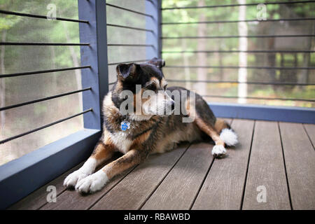 Ein wunderschöner Schäferhund mix Rasse Hund hält Wache bei der Verlegung in der Veranda vor dem Haus seiner Familie Kabine. Stockfoto