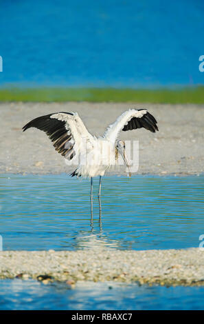 Holz-Storch (Mycteria Americana) Verbreitung Flügel, Sanibel Island, J. N. Ding Darling National Wildlife Refuge, Florida, USA Stockfoto