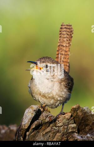 Gesang Haus Wren auf einer Anfang Juni dawn Stockfoto