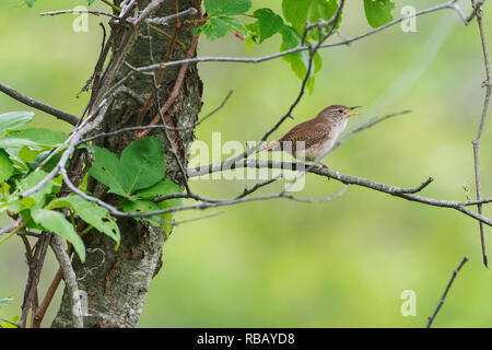 Gesang Haus Wren Anfang Juni Stockfoto