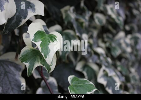 Variegated Algerain Ivy, Hedera algeriensis 'Gloire de Marengo' Edler Bodenschutz, der auf der Wiese wächst. Stockfoto