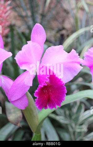 Cattleya Orchidee, Königin der Orchideen, die im tropischen Blumengarten wächst. Stockfoto