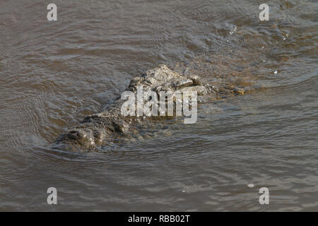 Krokodil Kopf ergibt sich aus einem Fluß, Krüger Nationalpark, Südafrika Stockfoto