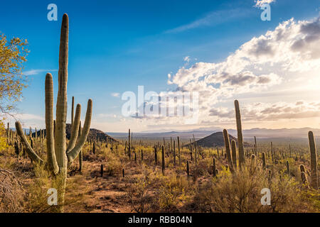 Saguaro Kaktus Wald im Saguaro National Park, Tucson Mountain District, Arizona Stockfoto