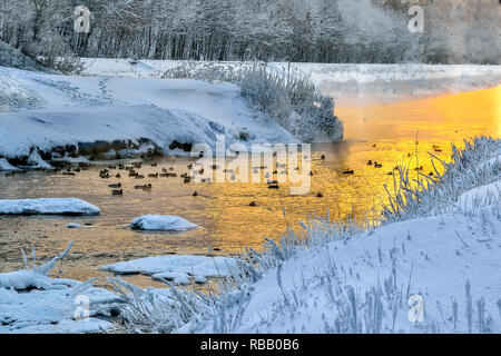 Winter Golden Sunset und Nebel über wenig warm Fluss mit Enten schwimmend im Wasser. Frostige Wetter, Bäume und Gräser am Ufer sind mit fl abgedeckt Stockfoto