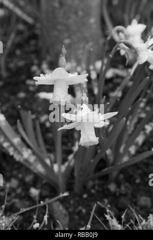 Zwei Frühling Narzissen bestäubt mit hellen Schnee in einem Blumenbeet - monochrom Verarbeitung Stockfoto