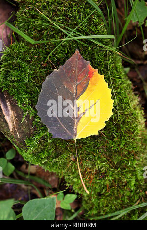 Einen schönen Hälfte gelb, braun und rot Fallen Aspen Baum Blätter mit Tautropfen bedeckt ist und auf einem Bemoosten auf dem Boden von einem dichten Wald anmelden. Stockfoto