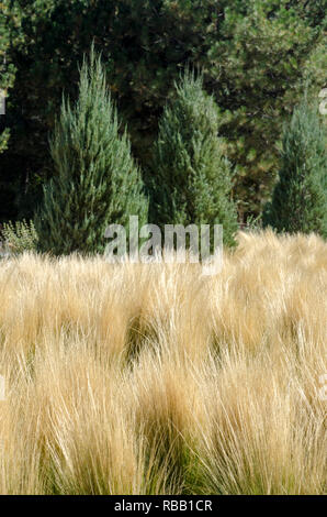 Abstrakte getrocknete gelbe Ziergräser weht im Wind Hintergrund Stockfoto