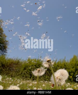 Löwenzahn (Taraxacum officinale) Samen streuen auf dem Wind in einem Heu Wiese, Wiltshire, UK, Mai. Stockfoto