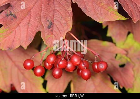 Gefüllte Schneeball (Viburnum opulus) berry Cluster und Herbstliche Blätter, GWT untere Holz finden, Gloucestershire, UK, September. Stockfoto