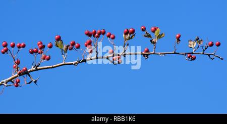 Weißdorn (Rosa moschata) Beeren / Haws, Wiltshire Hecke, UK, September. Stockfoto