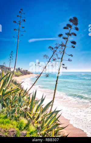 Vegetation am Meer Stockfoto