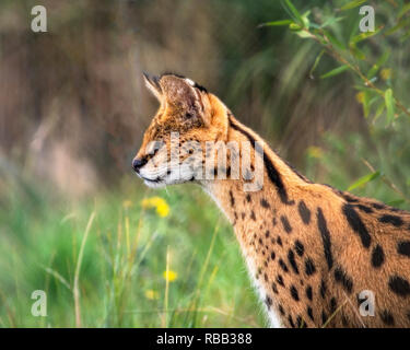 UK, Hamerton Zoo - 17 Aug 2018: Weibliche Serval in Gefangenschaft Stockfoto