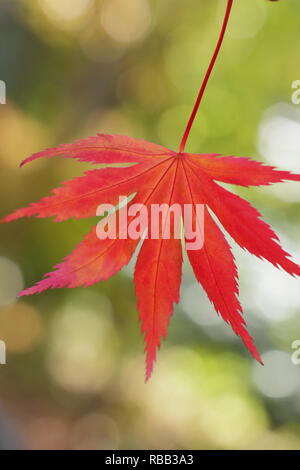 Acer palmatum 'Trompenburg' Anzeige leuchtend rotes Herbstlaub, Oktober, Großbritannien Stockfoto