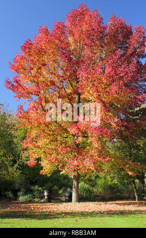 Licuidambar Styraciflua. Bunter Herbst Laub der Sweet Gum Tree im Oktober, Großbritannien Stockfoto