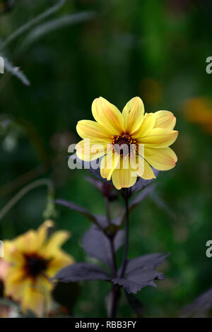 Dahlie, Bischof von York, gelben Dahlien, Pfingstrose Blüte Dahlie, Pfingstrose Blüten Dahlie, Stauden, Garten, RM Floral Stockfoto