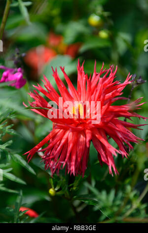 Dahlie hillcrest Royal, Rot, Rot, Magenta, Dahlien, kaktus Dahlien, Tropisch, exotisch, RM Floral Stockfoto