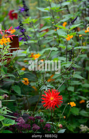 Dahlie hillcrest Royal, Rot, Rot, Magenta, Dahlien, kaktus Dahlien, salvia fulgens, salvia Amistad, geum totally Tangerine, tropischen, exotischen Grenze, Bett, Werk Stockfoto