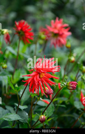 Dahlie hillcrest Royal, Rot, Rot, Magenta, Dahlien, kaktus Dahlien, Tropisch, exotisch, RM Floral Stockfoto