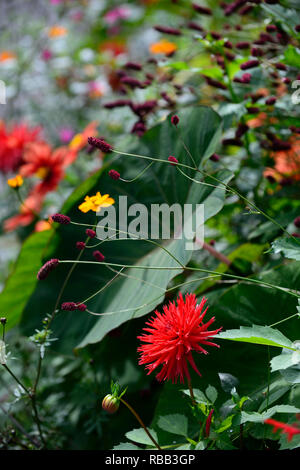 Dahlie hillcrest Royal, Rot, Rot, Magenta, Dahlien, kaktus Dahlia, sanguisorba, colocasia rosa China, Laub, tropischen, exotischen Grenze, Bett, Bepflanzung, R Stockfoto