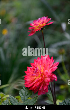 Dahlie Kilburn Glühen, Waterlily blühenden Dahlia, Waterlily Dahlia, rot, magenta, Orange, Gelb, Blume, Blumen, Blüte, RM Floral Stockfoto