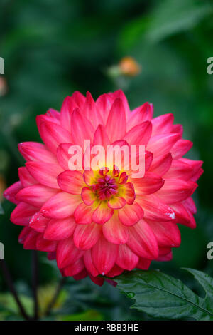 Dahlie Kilburn Glühen, Waterlily blühenden Dahlia, Waterlily Dahlia, rot, magenta, Orange, Gelb, Blume, Blumen, Blüte, RM Floral Stockfoto