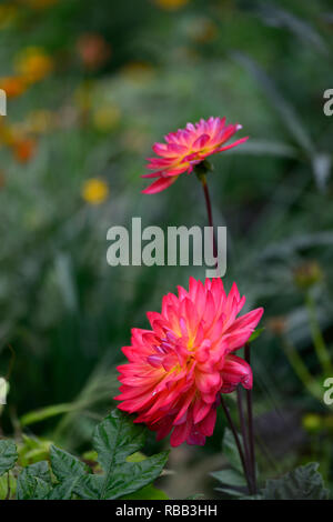 Dahlie Kilburn Glühen, Waterlily blühenden Dahlia, Waterlily Dahlia, rot, magenta, Orange, Gelb, Blume, Blumen, Blüte, RM Floral Stockfoto