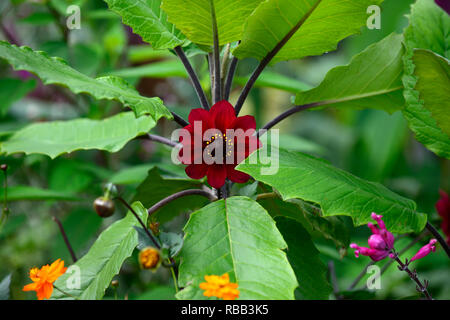 Dahlie Sämling, Tiefrot, Wein farbig, Kreuzkraut Bush, Baccharis halimifolia, Mix, Gemischt, Pflanzen, Blätter, Laub, RM Floral Stockfoto