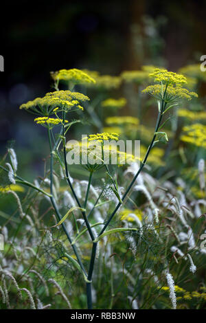 Foeniculum vulgare Purpureum, Lila, Fenchel, bronze Fenchel, Bett, Grenze, Laub, Blätter, RM Floral Stockfoto