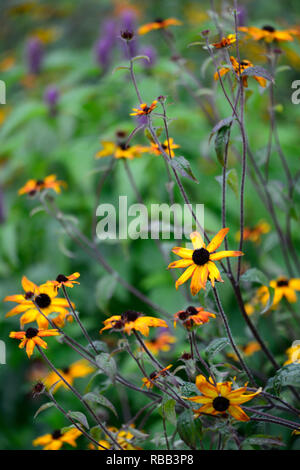 Rudbeckia triloba Prairie glühen, verbrannte Blüten, rot-gelb Daisy - wie Blumen, schwarz Center, mehrjährig, RM Floral Stockfoto