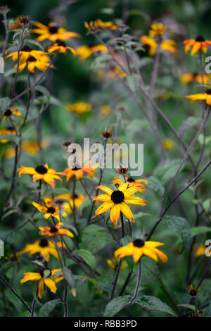 Rudbeckia triloba Prairie glühen, verbrannte Blüten, rot-gelb Daisy - wie Blumen, schwarz Center, mehrjährig, RM Floral Stockfoto