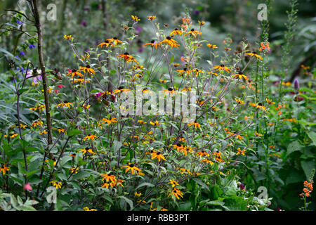 Rudbeckia triloba Prairie glühen, verbrannte Blüten, rot-gelb Daisy - wie Blumen, schwarz Center, mehrjährig, RM Floral Stockfoto